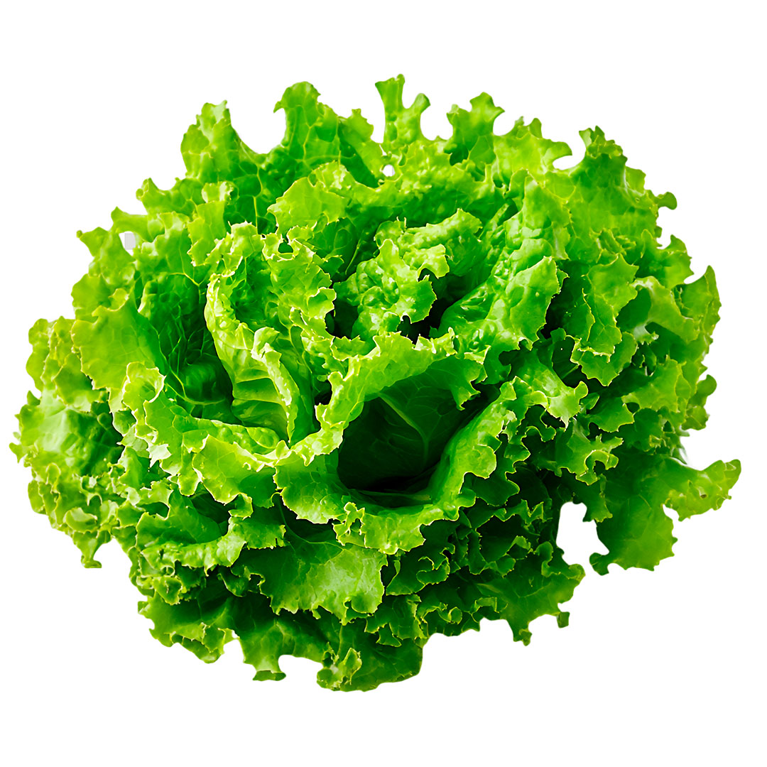 Alface Crespa Sem Agrotóxicos - Imagem 2