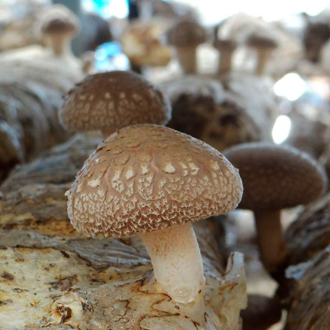 Cogumelo Shitake 200g