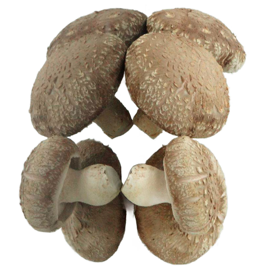 Cogumelo Shitake 200g - Imagem 2