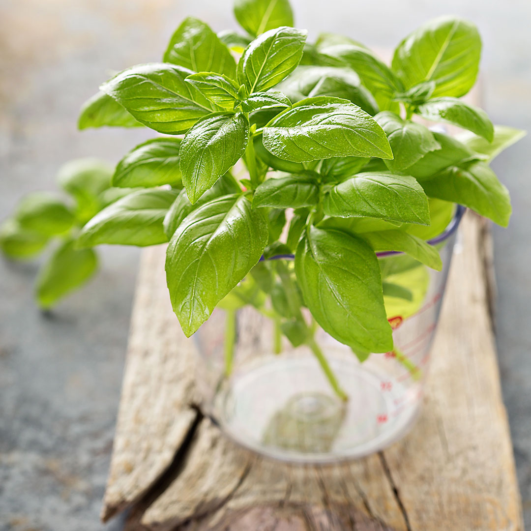 Manjericão Sem Agrotóxicos Maço