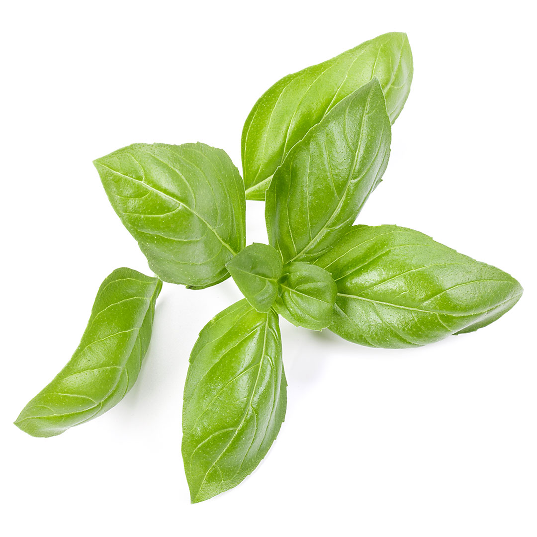 Manjericão Sem Agrotóxicos Maço - Imagem 2