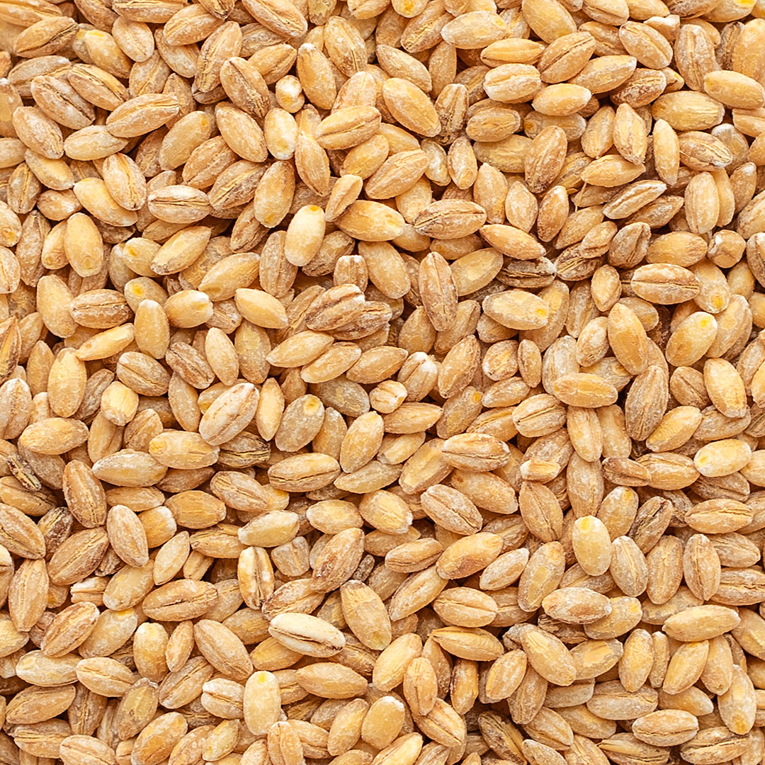 Trigo em Grão