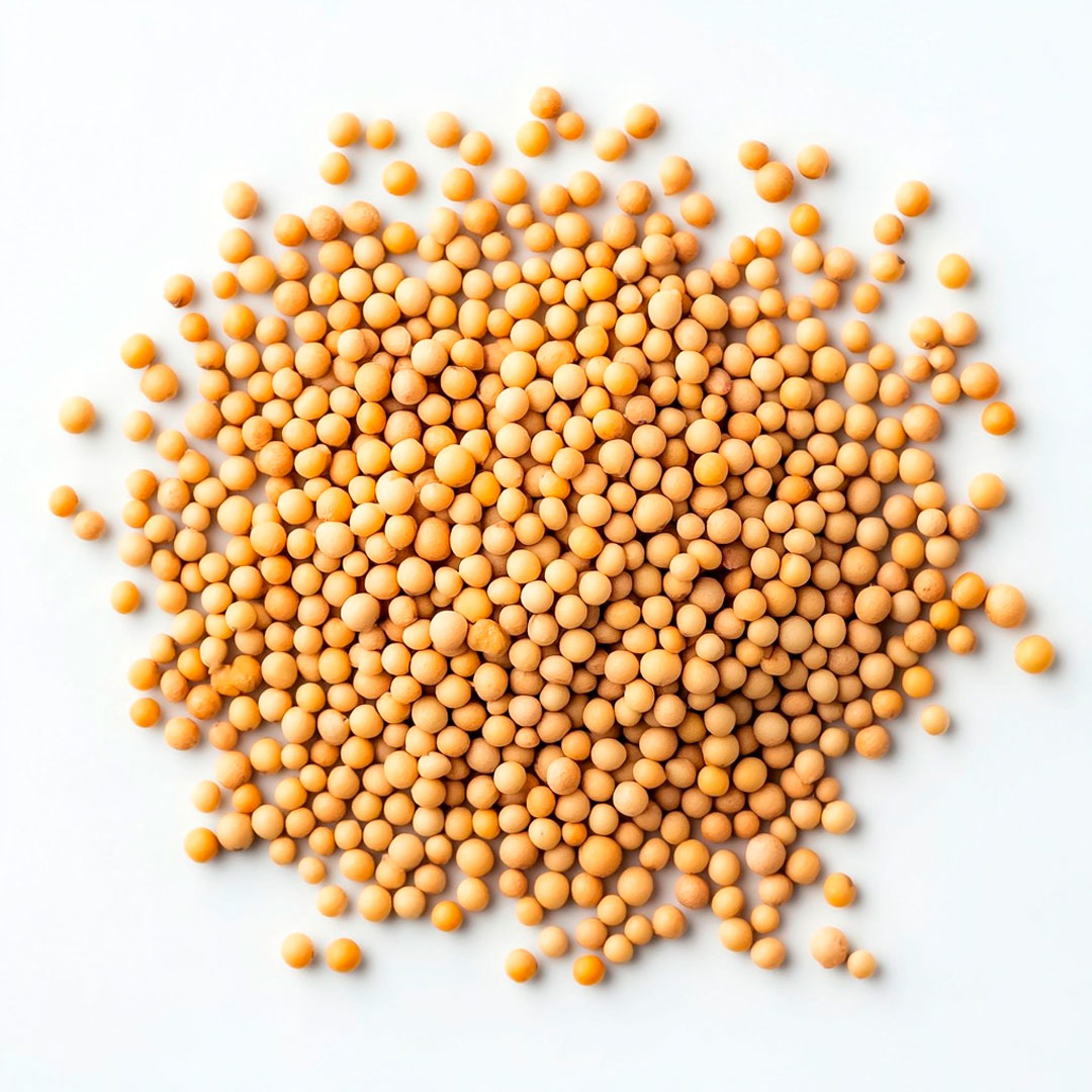 Mostarda em Grão