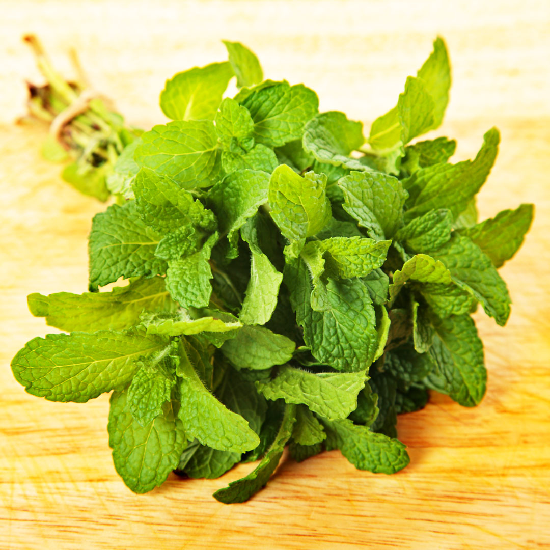 Hortelã Sem Agrotóxicos
